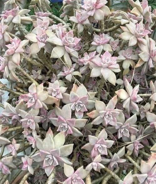 都在养“多肉”？那你见过养了15年的“胧月”，是什么样吗？