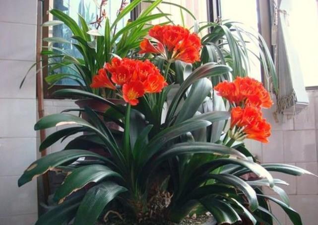 蟹爪兰君子兰不开花,给你说个小方法,叽里咕噜开满花