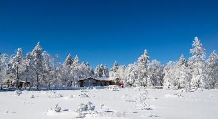 凤凰山景区|雪深超一米！黑龙江凤凰山景区白雪压枝