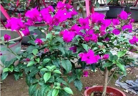 三角梅不开花把这水浇“2勺”,不要太多一点就好,花朵溢出盆