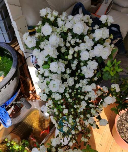 细菌|“2种花”再喜欢也别养,散“毒气”生细菌,家里若有尽快搬出去
