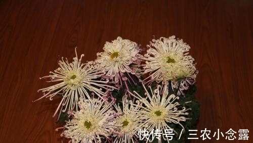 盆栽|盆栽菊花种植技巧?