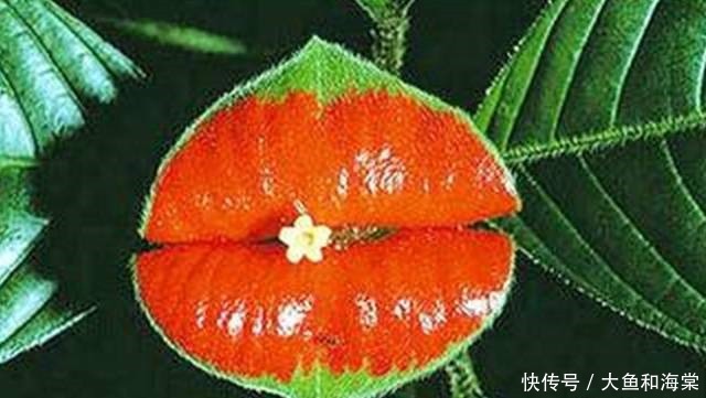 世界十大奇异植物!太妙了!