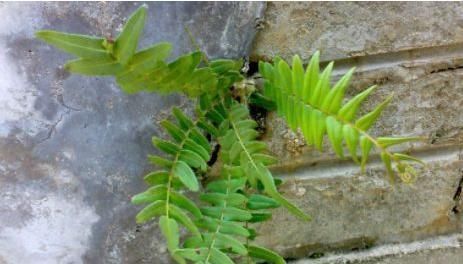 吸毒|农村一种神奇的“吸毒”野草,泡酒服用,祛风活血治跌打损伤
