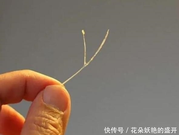 鱼刺卡喉|3岁孩子不小心卡了鱼刺，父母的2个果断救了他，医生真棒