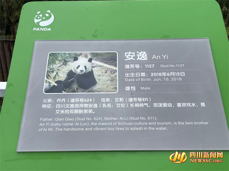 安逸|有一种“安逸”叫Panda 这位四川文旅吉祥物也太乖了！