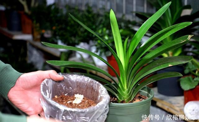 春夏秋冬|春夏秋冬,君子兰施肥要“恰到好处”,叶片肥绿,开花多不夹箭