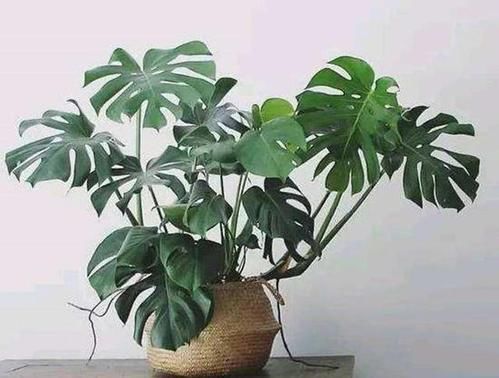 养花|6种观叶植物,客厅养一盆,绿意盎然,充满生机,不开花也好看!