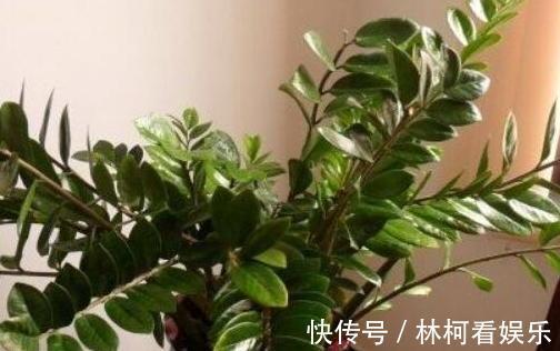 多肉植物|家里盆栽4种懒人植物,不积水、不缺水,就不用再看''脸色''