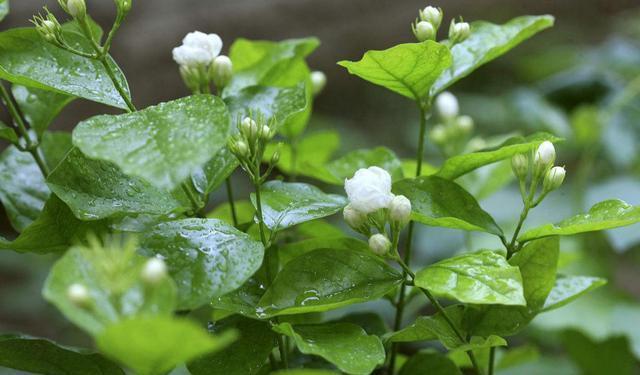 小窍门|养茉莉“小窍门”，秒变开花机器，四季开花不断，次次开花都爆盆