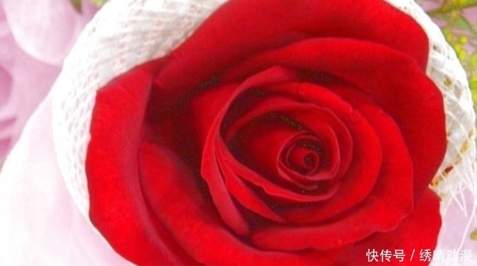 喜欢|心理学:第一眼你最喜欢哪朵玫瑰花,测你最终会嫁给爱情还是金钱