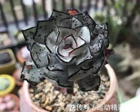 霓虹灯|最昂贵的10种多肉,第一种价格高达600万,网友直呼买不起