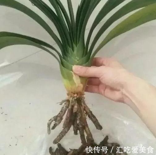 如何判断君子兰需要换盆了,看准这些