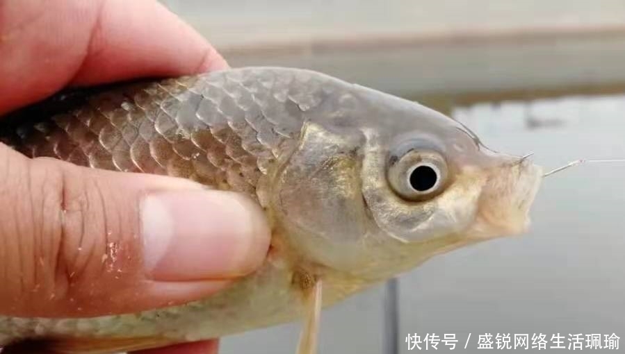 千错万错就不该收竿,鲫鱼起浮后,只需调整一番,爆护都没问题