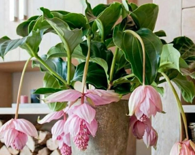 养护|庭院选这几款花,沾土就能活,开花就爆盆,不易生病好养护