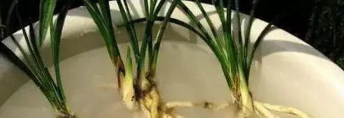 这几种“小药片”可别扔了,放水里搅一搅,促生根开花还能防烂根