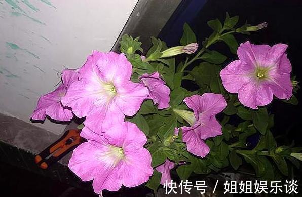 给盆栽花草浇水用它们，一分钱都不花，肥效比专业的强