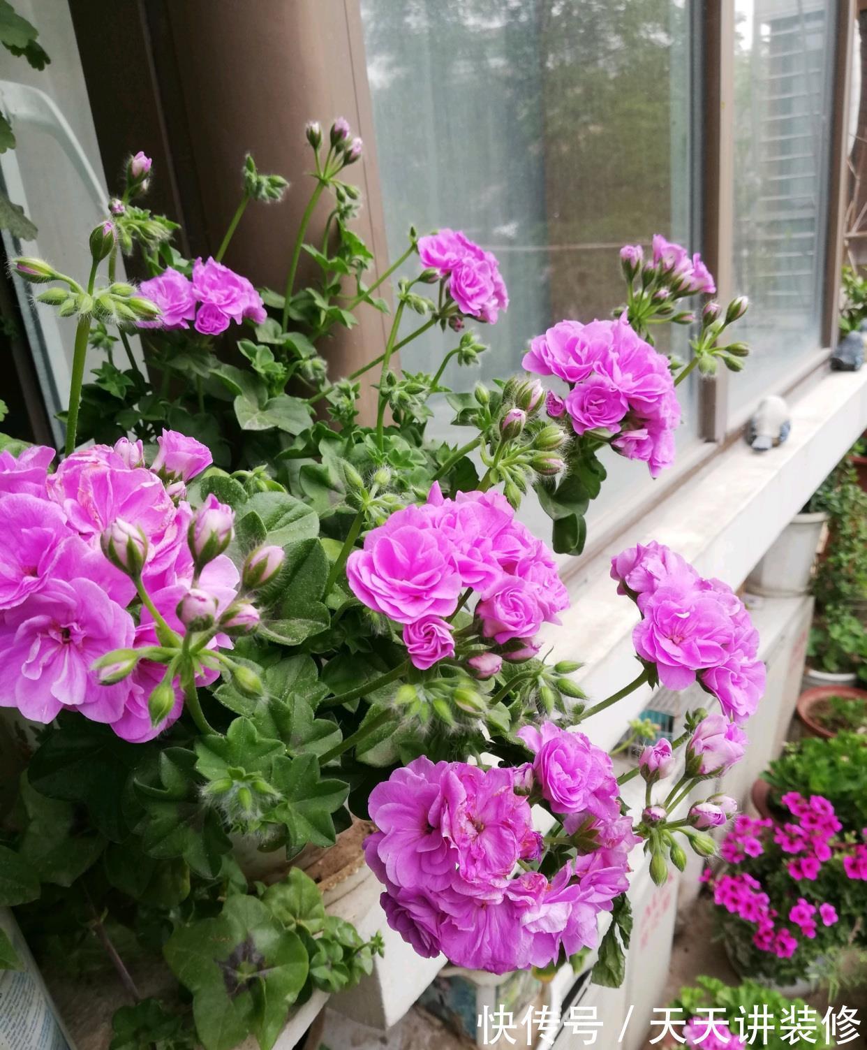 玫瑰花|你的阳台缺花吗？养棵“夏日玫瑰”，颜值高，花期长，养护也不难