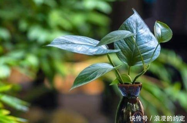 俗语“一颗绿萝七个鬼”,家中为什么不能放绿萝有啥讲究