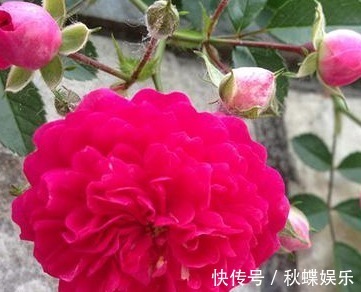 三种最耐旱的花,浇水越少越能轻松开爆盆,真是新手必备