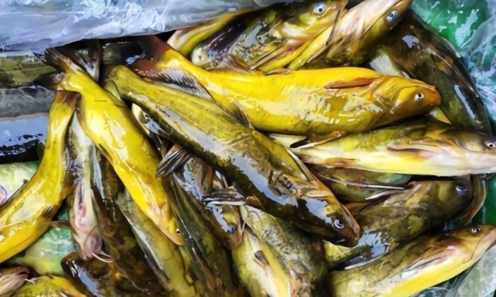 买鱼时，遇到这3种鱼扭头就走，重金属含量高，没营养还浪费钱！