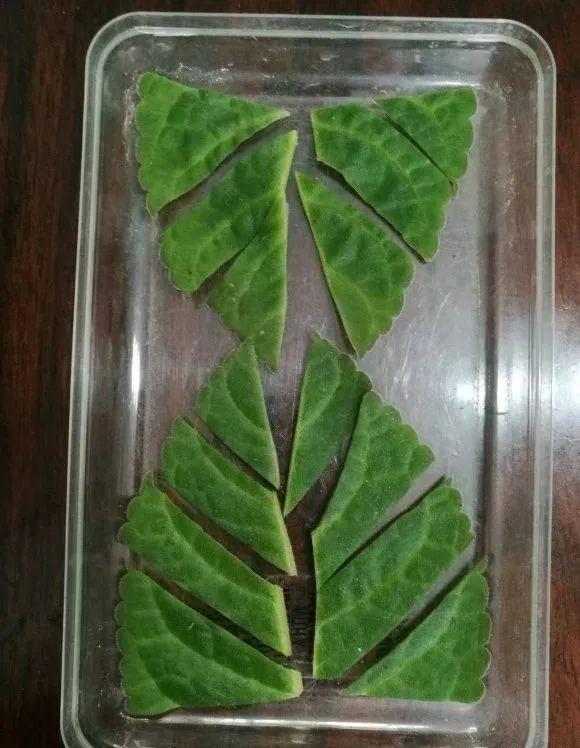 夏天这8种花不用买，叶子丢进花盆里，嗖嗖长白根