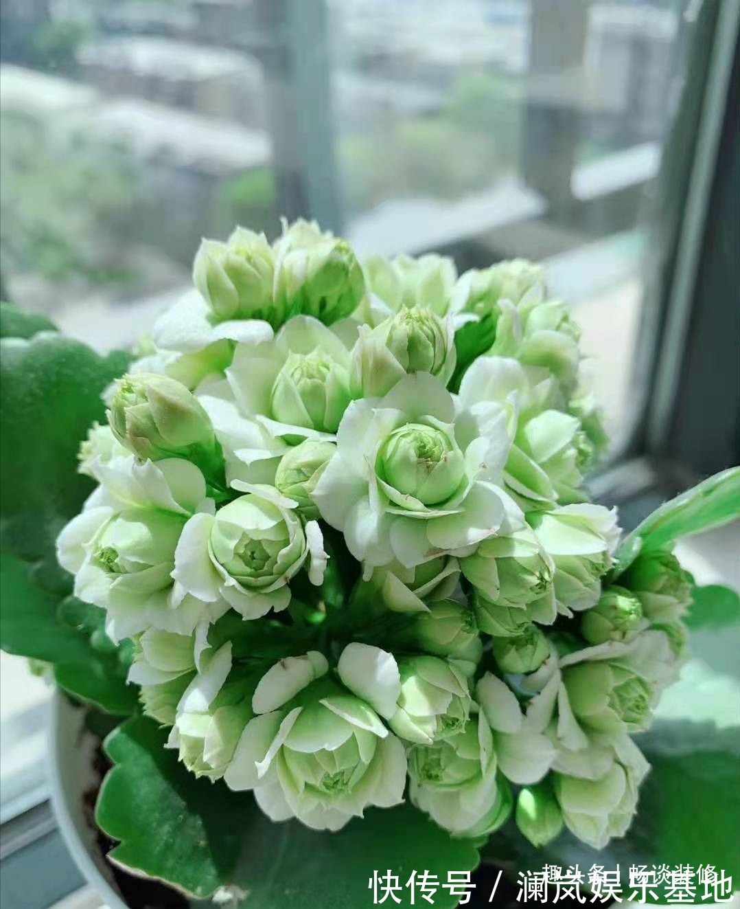 长寿花|养坏了几十盆花,才总结出来的避坑心得,养花新手看这篇就够了