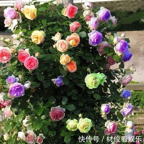 如果你的院子够大,趁早种上这爬藤花苗,来年庭院开成一片花海