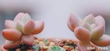 蹭蹭|养多肉不会浇水 学会正确的浇水方法, 让你的多肉蹭蹭长爆盆!