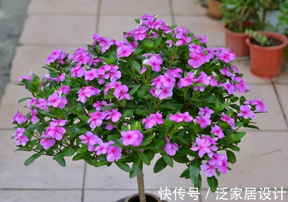 扶桑花|6种“劳模花”,四季花不断,家里养一盆,开花300天