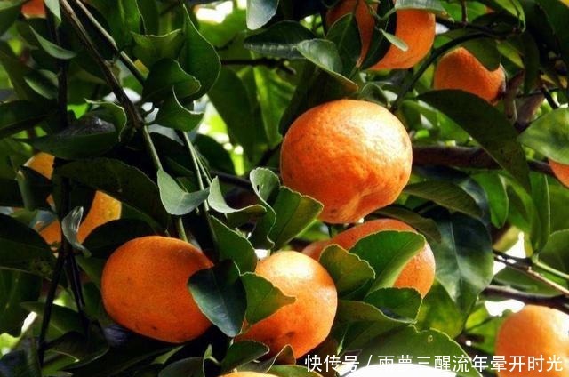 2种“水果”，特别好种，阳台养1盆，果子甜又多，好吃又营养