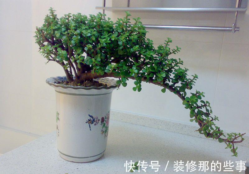 命里“多金”的5种花，寓意好又贵气，家里养一盆，带来好运气