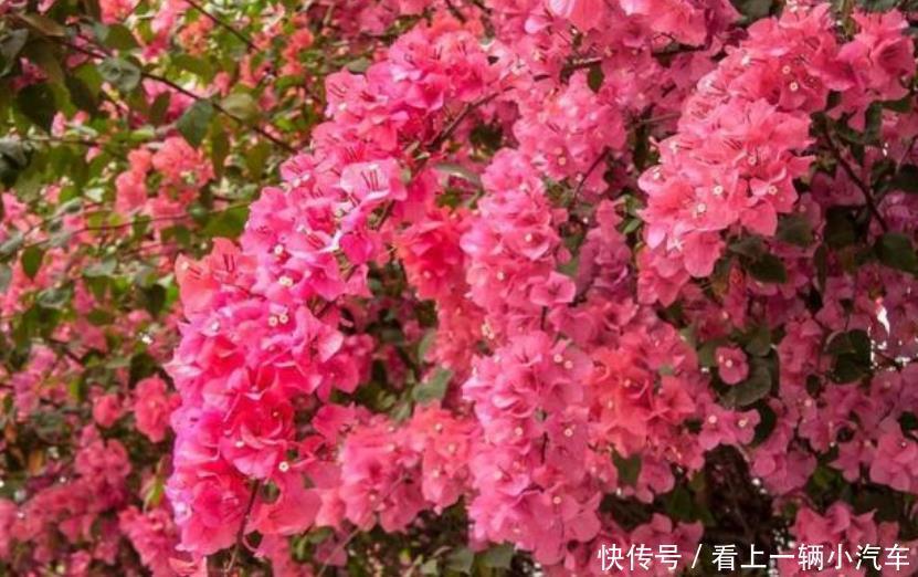 养花就养这几款,花大服盆快,沾点水就疯长,开花勤还爱爆盆