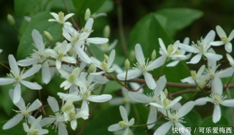 野菜|农村这些治病野菜,凉血止血,健脾明目,治疗牙痛,最适宜夏天吃