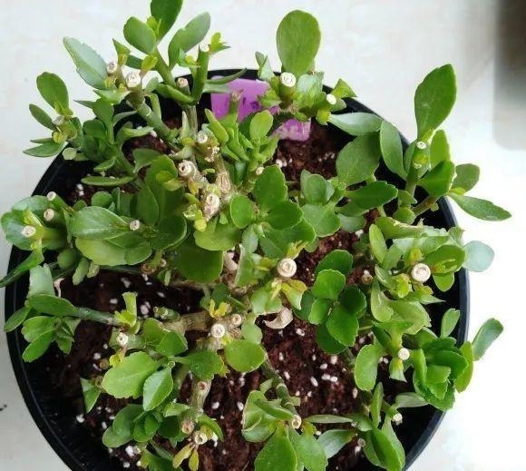 蟹爪兰|长寿花换盆,切忌越换越大,一直用小盆养才好!