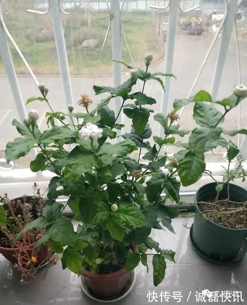 春剪|茉莉花栀子花的修剪,记住“冬轻春重”,分枝长的多,开花不停歇