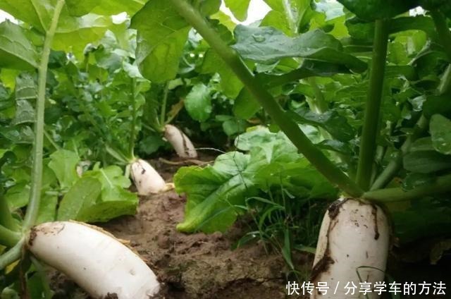 买萝卜,白皮、绿皮和红皮,哪个更好其实区别很大,别再挑错了