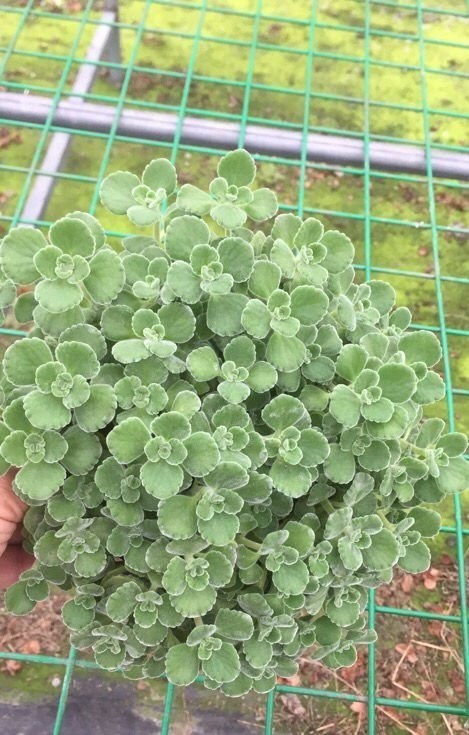 4种花不能朝叶子喷水,通风不好易烂叶,一定要注意