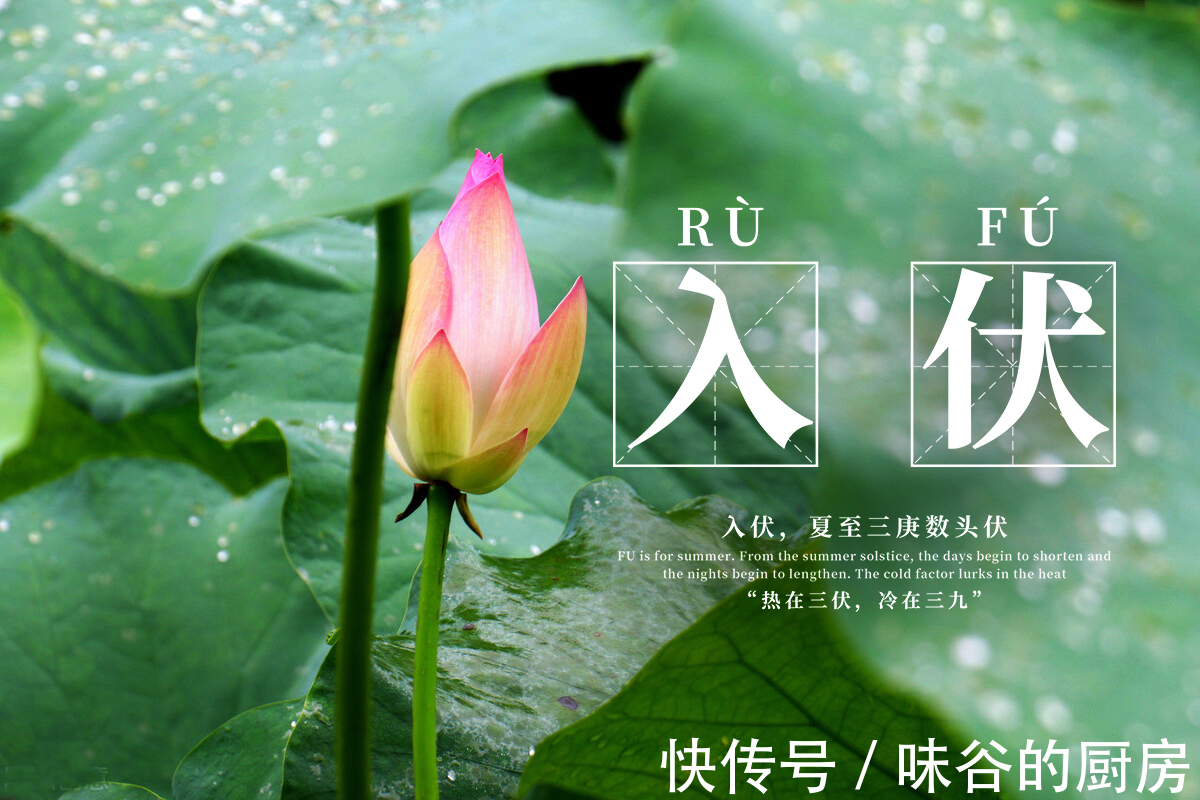 夏天|三伏天,无论贫富,多吃这5种“伏瓜”,营养解暑气,安稳度夏天