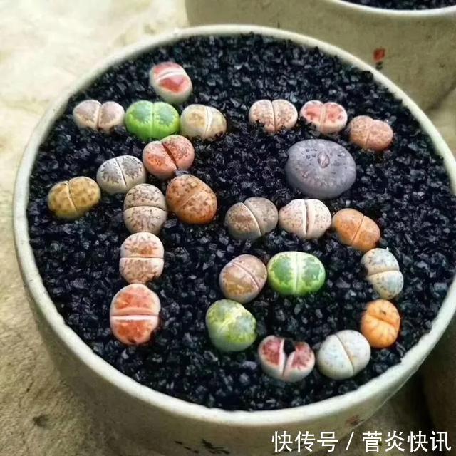 灵感|多肉拼盘玩一次就上瘾,这些创意拼法,你一定喜欢