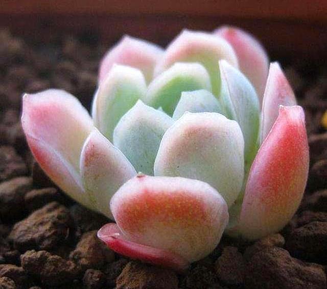 多肉植物换盆以后不生长,几点原因告诉你,很快恢复出状态!