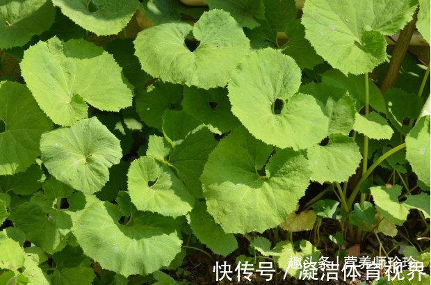 老山芹|一种野菜,大家都喜欢吃,若家乡有,别忘了采摘,用来做菜是一绝