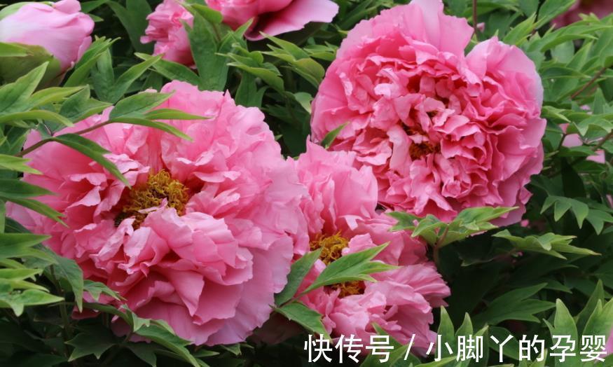 5款“长寿花”,摆在客厅上档次,越养价值越珍贵,值得拥有