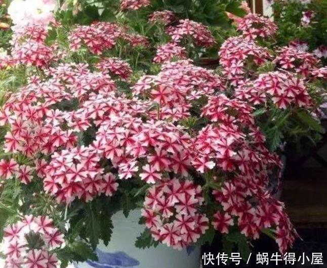 养花试试这几款,花开繁盛花香怡人,黄绿交辉,内敛美