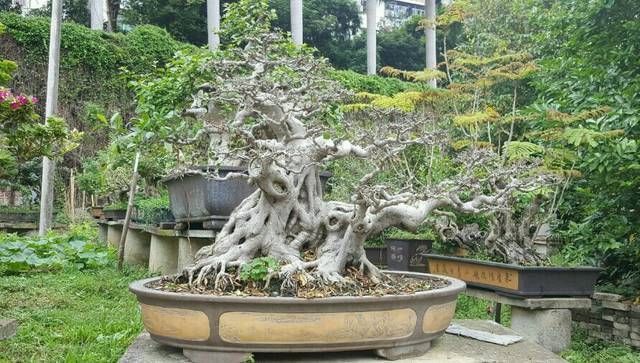 常用|榕树盆景怎么养到根冒枝壮造型美,盆景大咖常用的3种方法