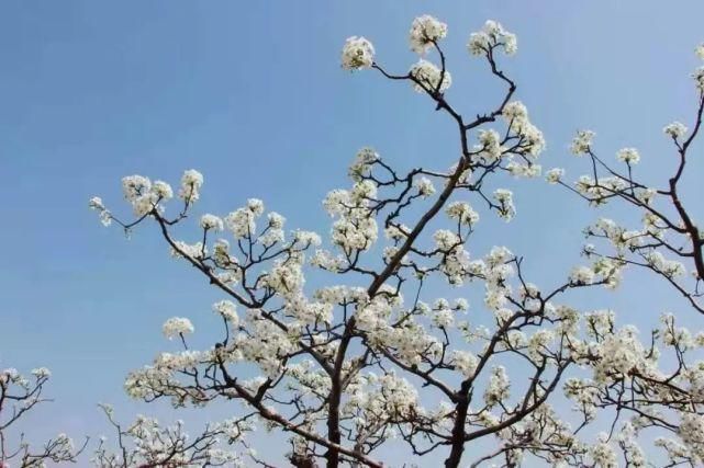 花海惹人醉，梨乡等你来！