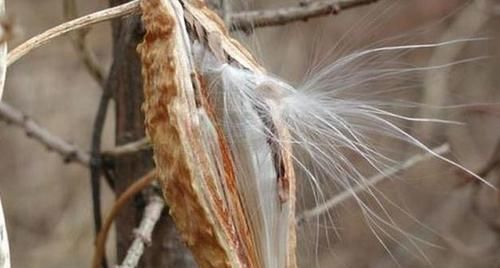 隐花果|农村此瓜,会流出”乳汁“,食用可强肾益精,药用价值很高