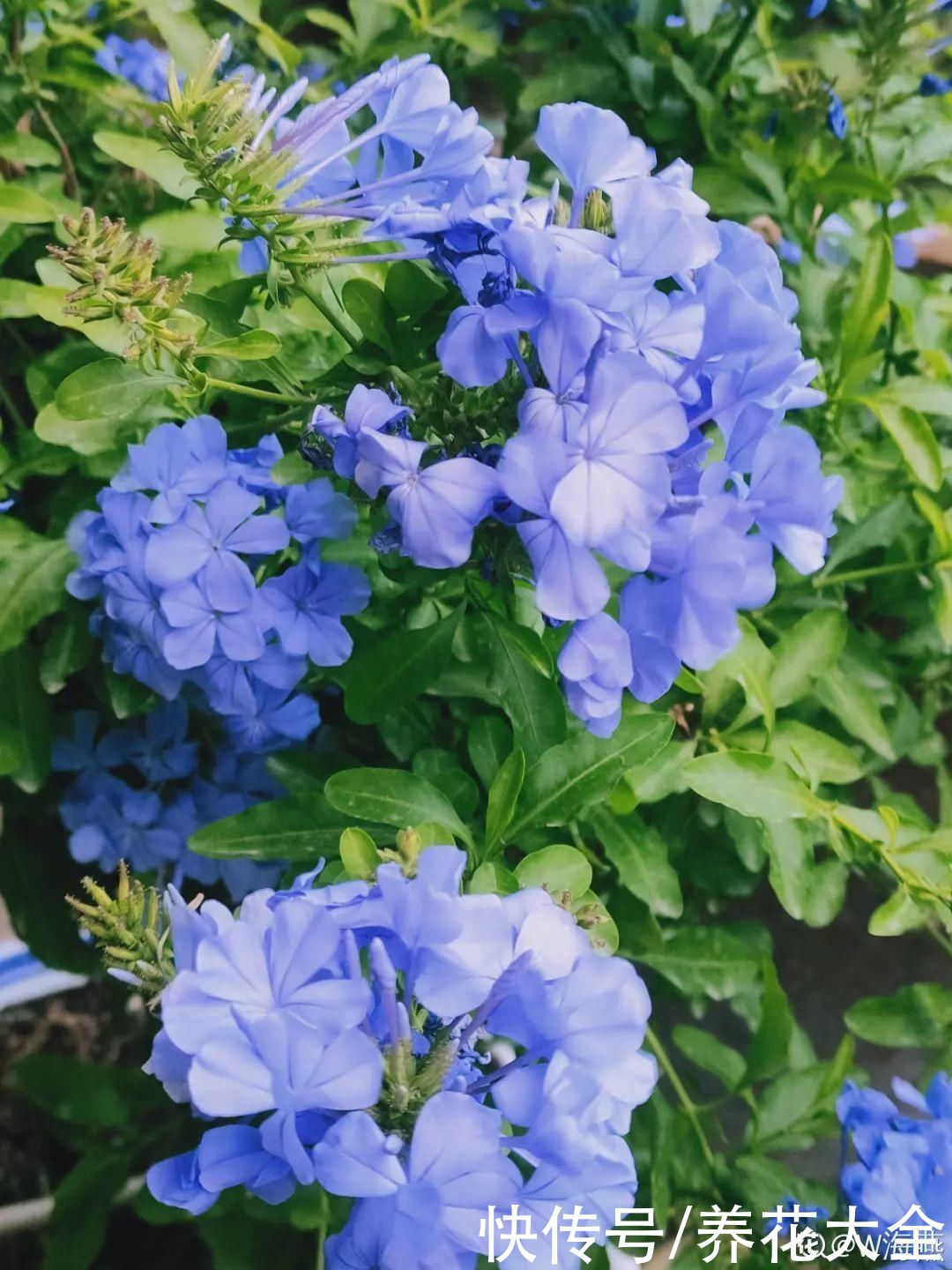 球菊|超便宜的蓝雪花,开出清凉蓝色花,夏天看着超凉快
