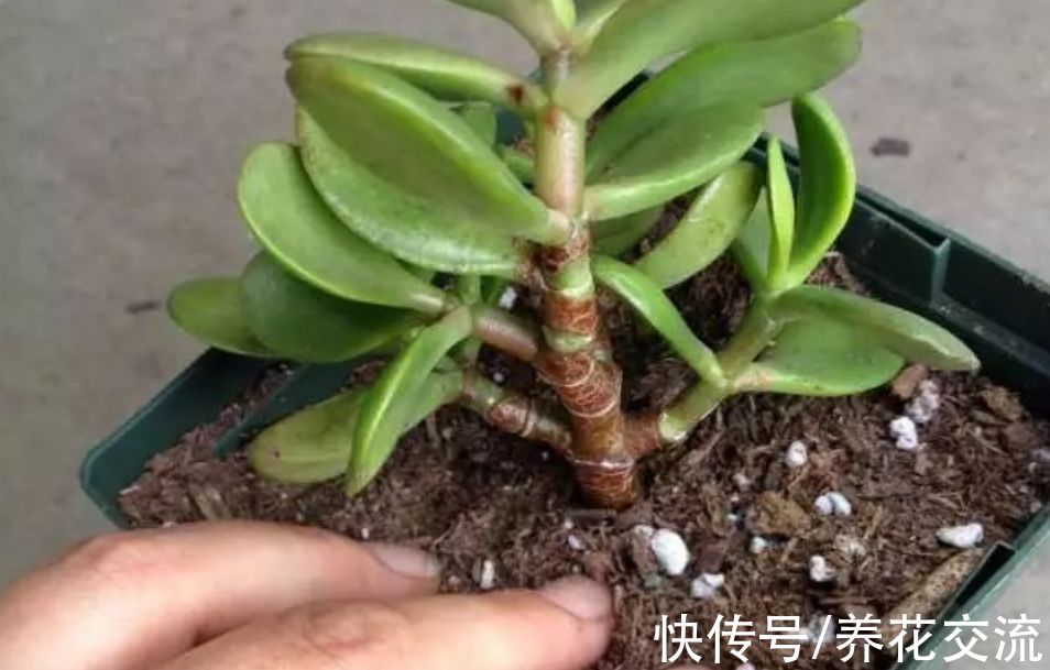 适合新手操作的3种繁殖多肉技巧，在秋季繁殖成功率更高