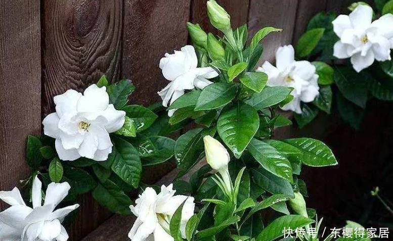 冬天常见的4种“年宵花”别停肥,养不好都是“缺肥”导致的!